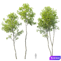 Forest trees set 04