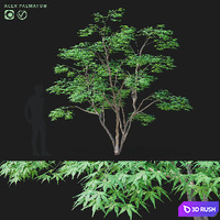 Maple palm tree | Acer palmatum