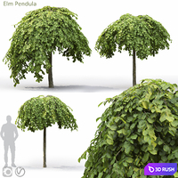 Elm