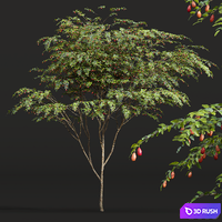 New Plant Ziziphus Jujuba Chinesische Dattel Red