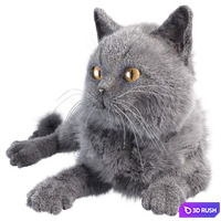 Gray Cat