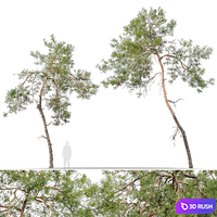 Pine tree 14