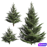 Collection of firs. 3 models