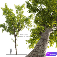 Ash Tree 01