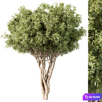 Tree Green Maple - Set 139