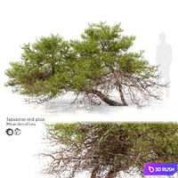 Japanese red pine