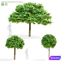 Bignoniform catalpa | Catalpa bignonioides Nana 2