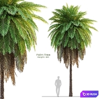 Tree set 08-Palm Tree-C