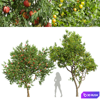Fruit tree-Prunus Salicina Plum Pflaume and Amygdalus Persica Peach