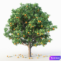 Orange tree