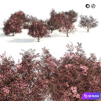 Sambucus nigra black elderberry Trees