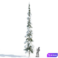 Winter taiga spruce_11m (Spruce).