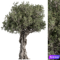 Olive Tree Set 194