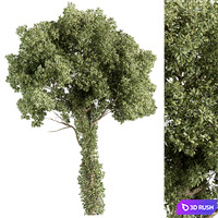 Elm Tree - Tree Set 230