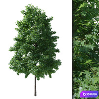 Liquidambar V1 (August)