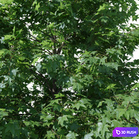 thumb image