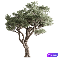 Olea Tree Set 261