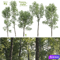 Poplar / Populus deltoides #9