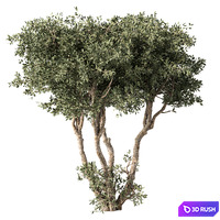 Tree No.65