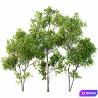 Summer trees