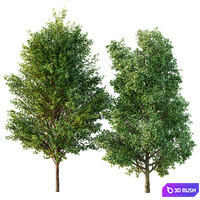 Poplar 2 trees