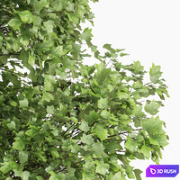 thumb image