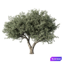 Olive Tree No.78
