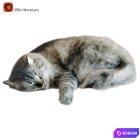 Cat Corona