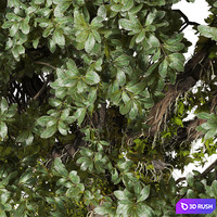 thumb image