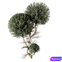 tree vol 17