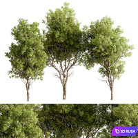 Broadleaf Tree Set 318