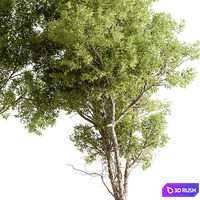 thumb image
