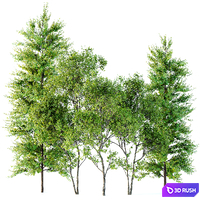 spring trees Maidenhair Ginkgo Biloba and Acer Saccharinum