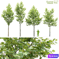 Sycamore / Platanus #22