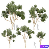 Collection plant vol 580 - Eucalyptus - Cladocalyx - tree