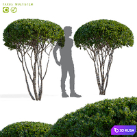 Yew multi-shaft | Taxus multistem