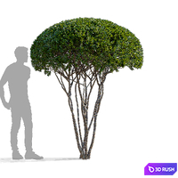 thumb image