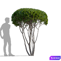 thumb image
