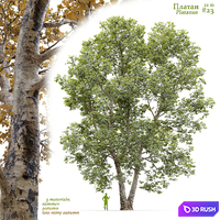 Plane-tree / Sycamore / Platanus #23