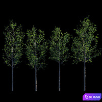 Young trees