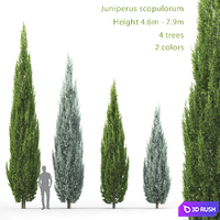 Juniperus