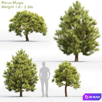 Pine