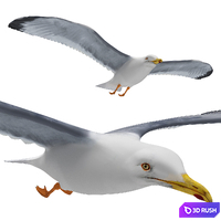 Seagull in flight