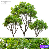 Frangipani tree