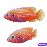 African jewel fish