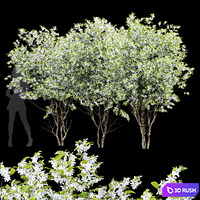 New Tree High Detail Amelanchier