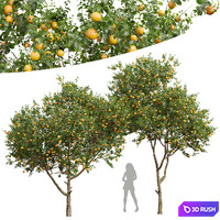 New Plant High detail Citrus Sinensis Orange Arancio
