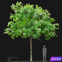 Catalpa tree 03