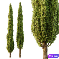 Italian Cypress Tree06