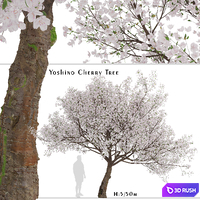 Yoshino Cherry Tree (Prunus yedoensis) (1 Tree)